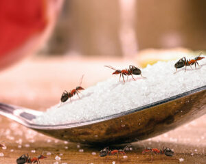 how to get rid of sugar ants in house