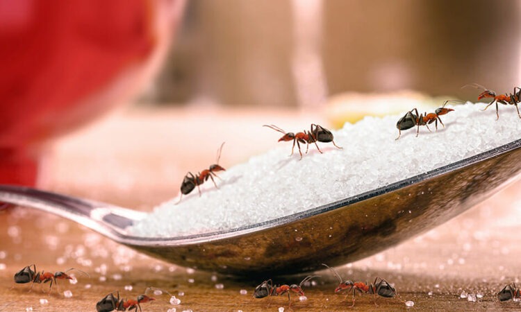 how to get rid of sugar ants in house
